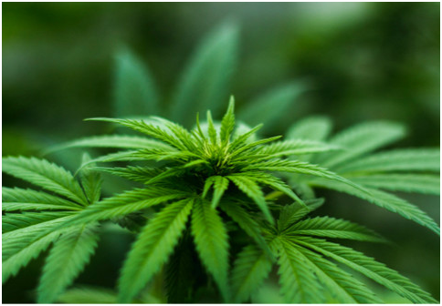 網絡一對一售賣大麻就能無人知曉？真相是…